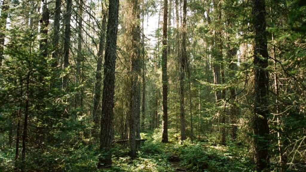 2025 Instagram Influencer wie man Netherlands Marken für Kooperationen findet