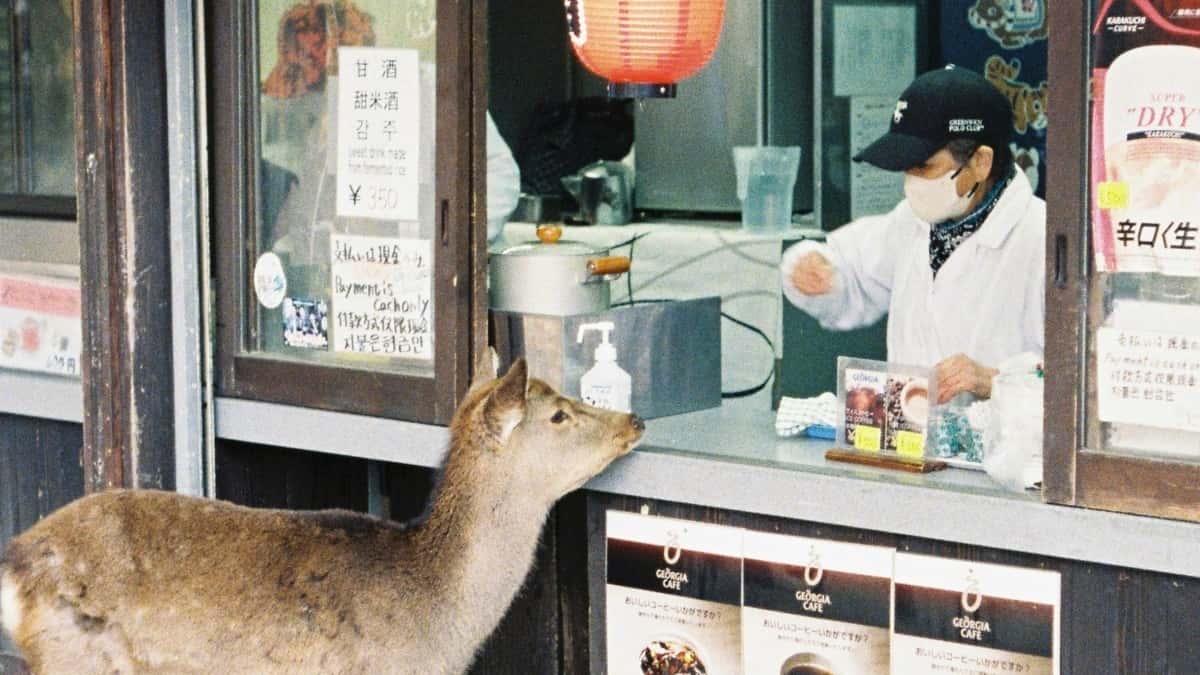 Creators in Deutschland: So knüpfst du langfristige Brand-Deals mit dänischen Marken auf Moj