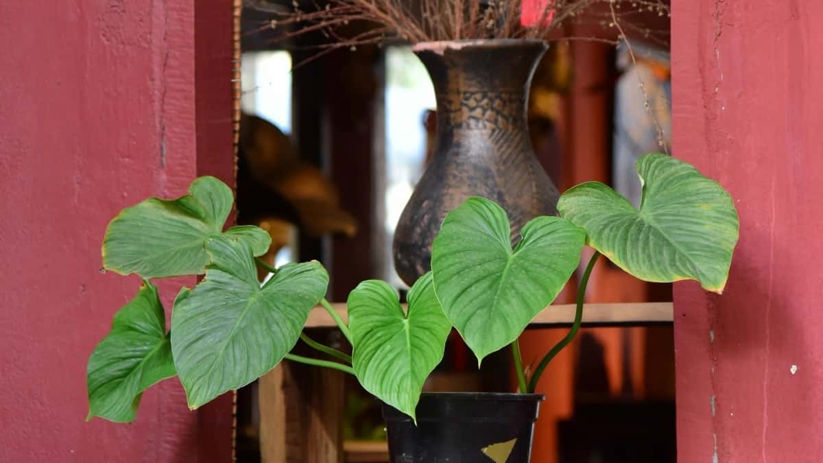 Kuwait Shopee Creator finden für Reaktionskampagnen zu Alben: So klappt’s!