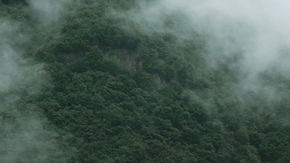 Creators: Reach Sri Lanka Brands on Hulu — Fast Win