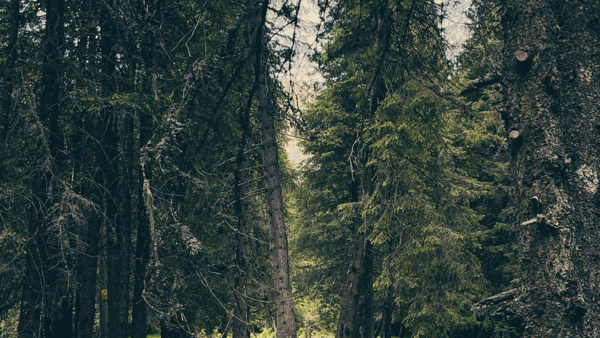 Creator in DE: Slovenia‑Marken auf Zalo erreichen — schnell & echt