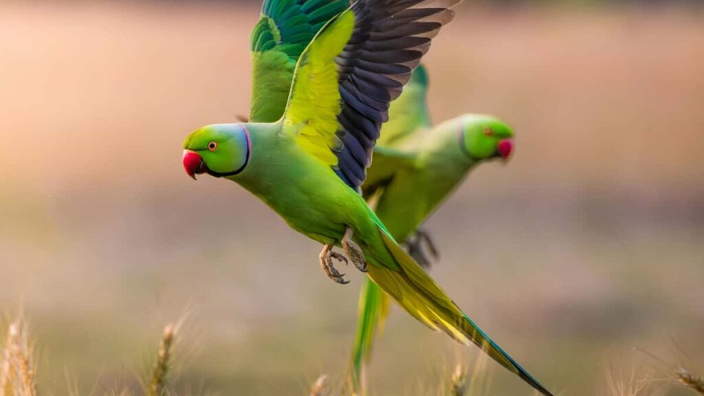 Praktische Anleitung fur deutsche Advertiser: wie man gezielt Twitch-Creator aus Bangladesch findet, auswahlt und fur App-Install-Kampagnen aktiviert mit lokalen Insights und Risiko-Checks.