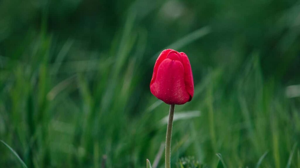 Praktischer Leitfaden fur deutsche Advertiser: Wie du gezielt Creator aus Laos auf Xiaohongshu findest, briefst und einsetzt, um Online-ShopUmsatz zu pushen.