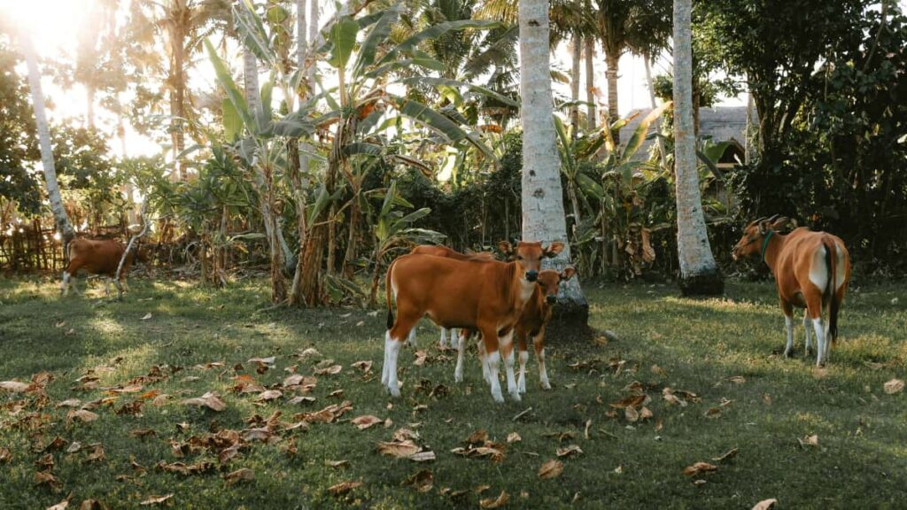 Praxisguide fur Creator in Deutschland: Wie du indonesische Brands auf Rumble erreichst, zeitlich begrenzte Rabattcodes teilst und echte Sales bewegst.