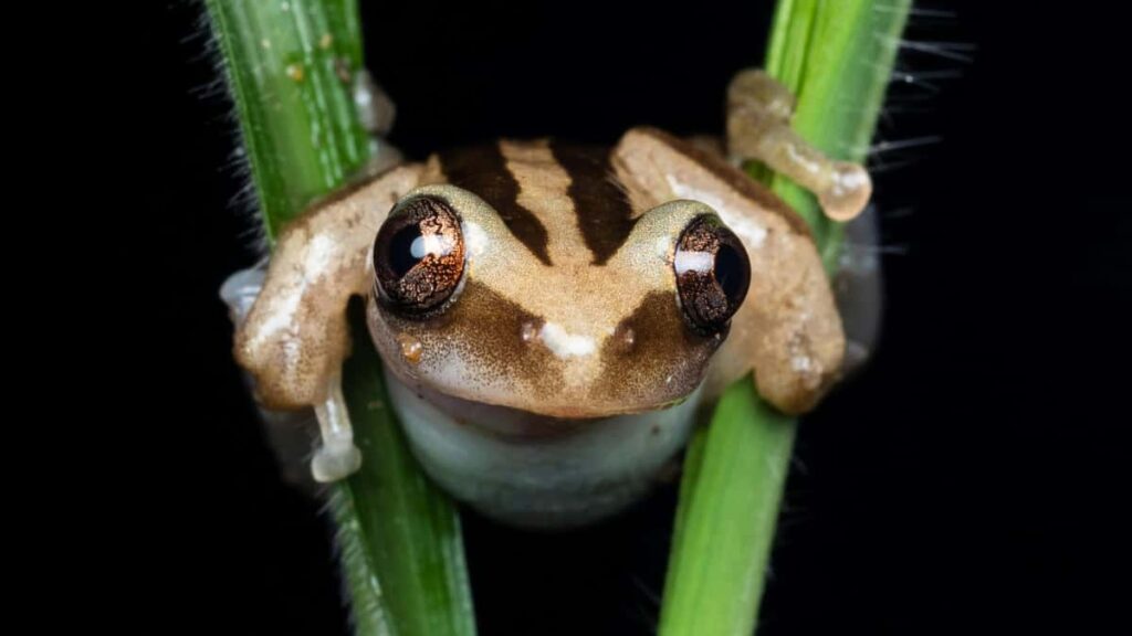 Praxisguide fur deutsche Advertiser: So findest du zuverlassig Threads-Creator aus der Dominikanischen Republik fur gemeinsame Kampagnen Strategie, Tools und Risiken (Stand 2026).