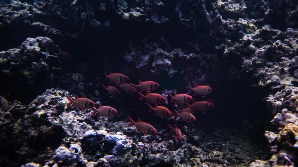 Praktische Anleitung fur Creator in Deutschland: Wie du algerische Brands uber Telegram erreichst, BTS-Material drehst und dabei rechtlich & technisch clever bleibst.