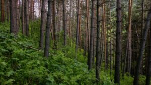 Praktischer Guide fur deutsche Advertiser: wie man mongolische LinkedIn-Creators identifiziert, aktiviert und nutzt, um Flash-Sales per Influencer-Hype zu pushen.