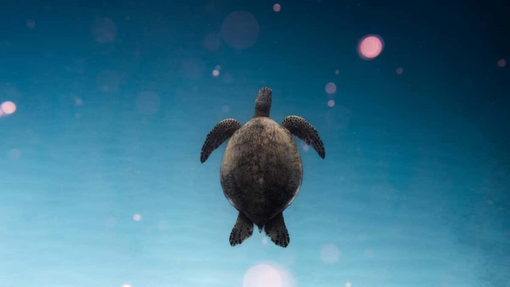 Praktische Anleitung fur deutsche Handler: Wie man Creator aus Georgia findet, Taobao-Konnektivitat nutzt und den Online-Shopverkauf smart steigert.