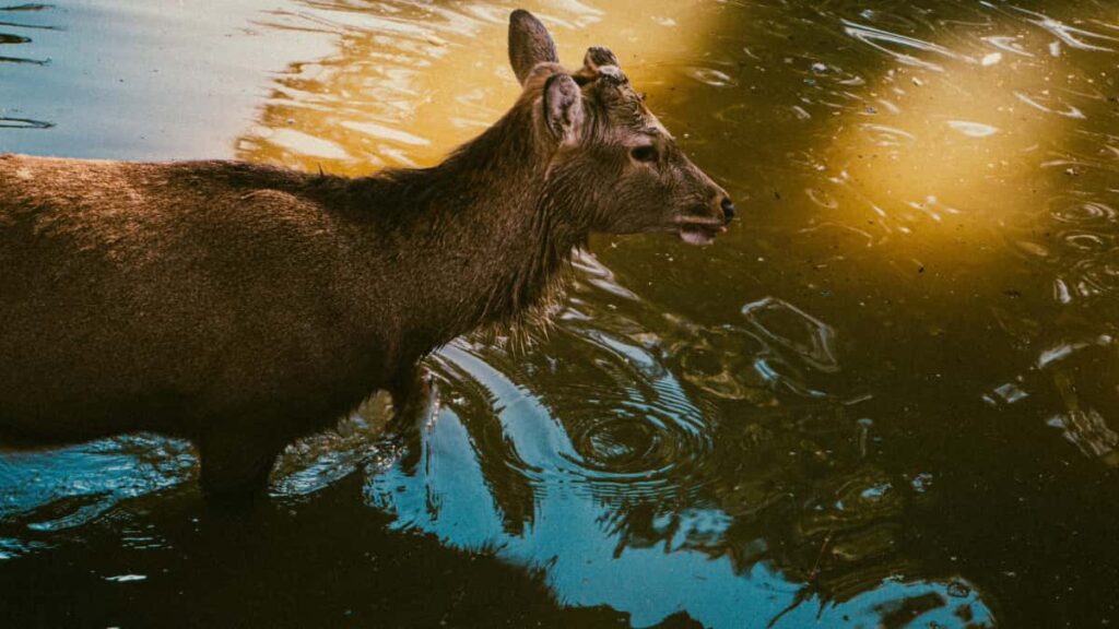 Praktischer Guide fur deutsche Advertiser: So findest du Philippines Etsy-Creators, nutzt UGC smart und skalierst Reichweite fur Reiseausrustung.